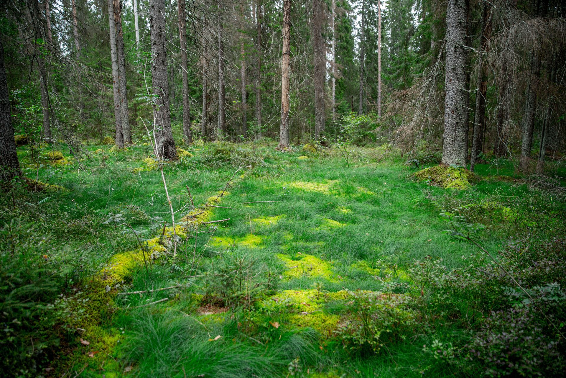 A lush green forest with dense underbrush and tall trees, showcasing vibrant nature.