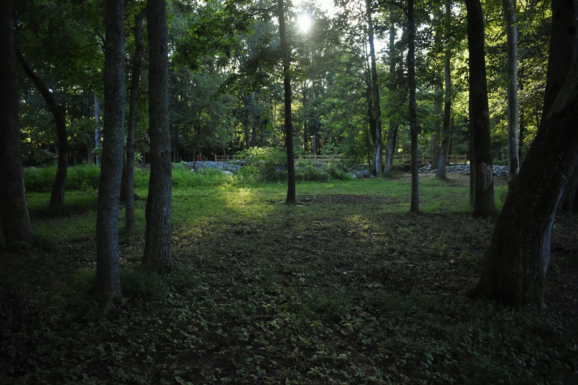 Beautiful sunlight filtering through lush forest trees, creating a serene natural scene.