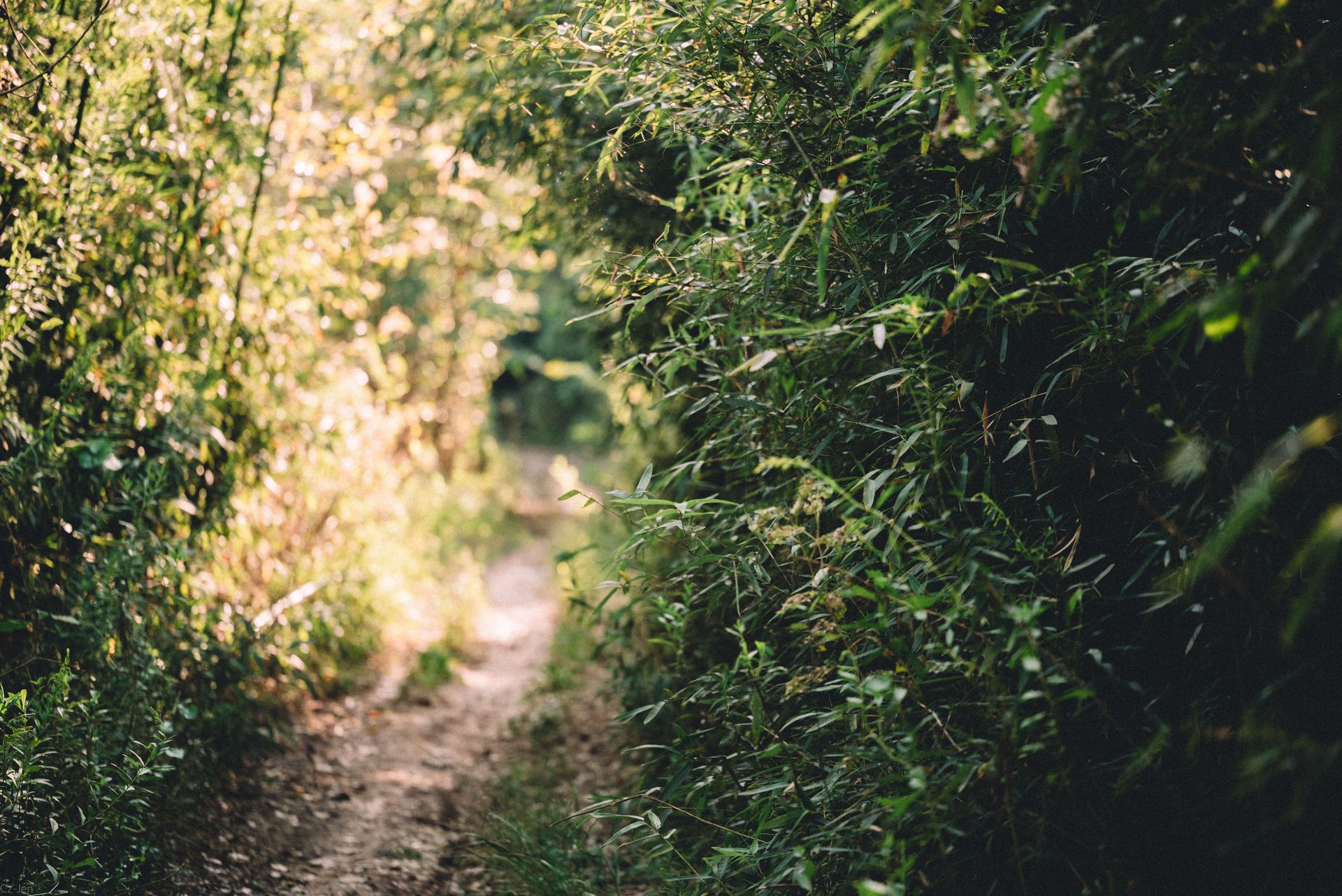 A serene forest pathway surrounded by lush green foliage, captured in soft summer light.