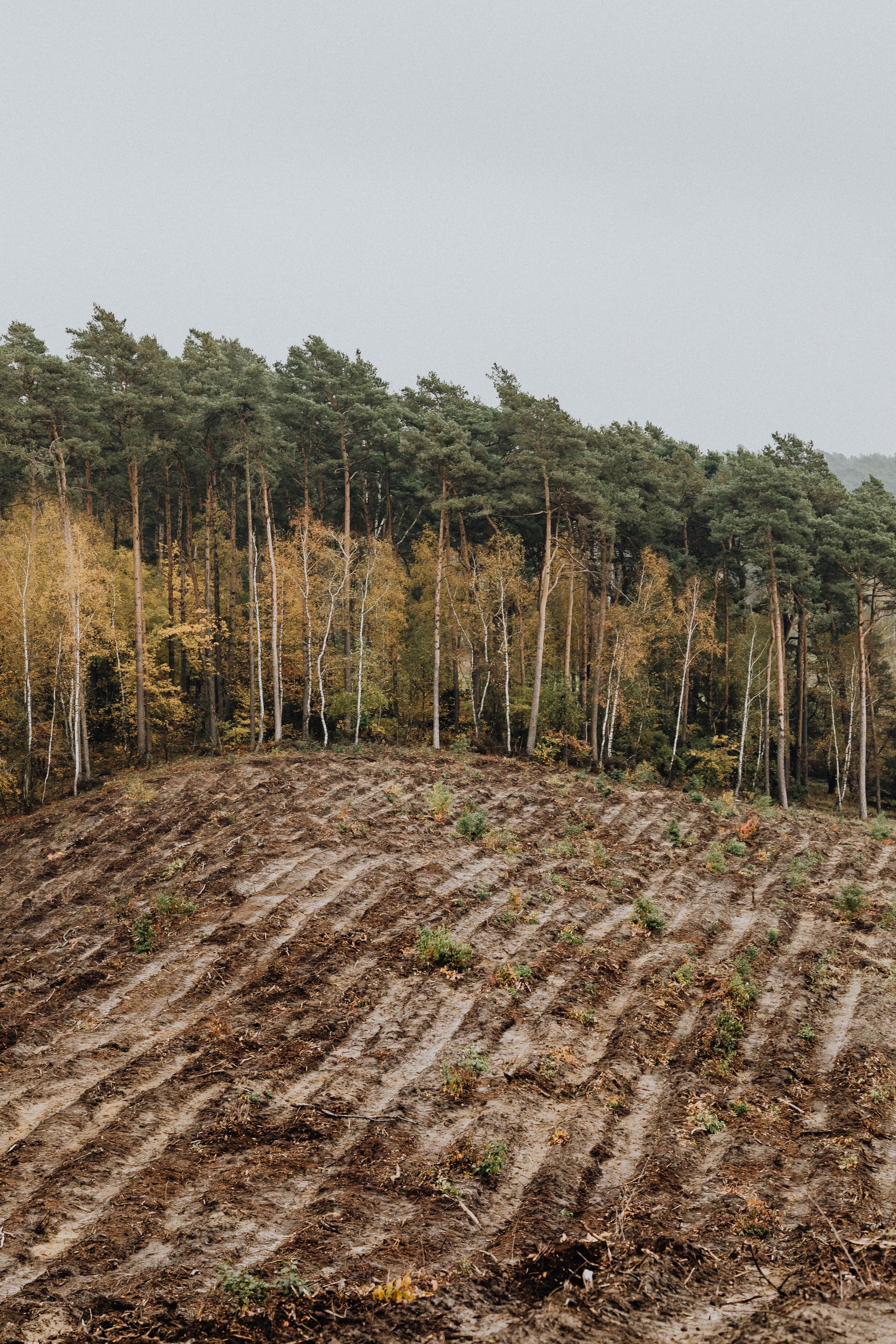 A serene autumn farmland scene with a forest backdrop and plowed fields under an overcast sky.